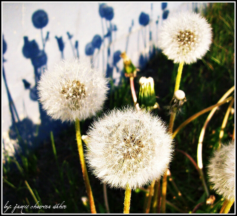 Dandelion seed heads in sunlight