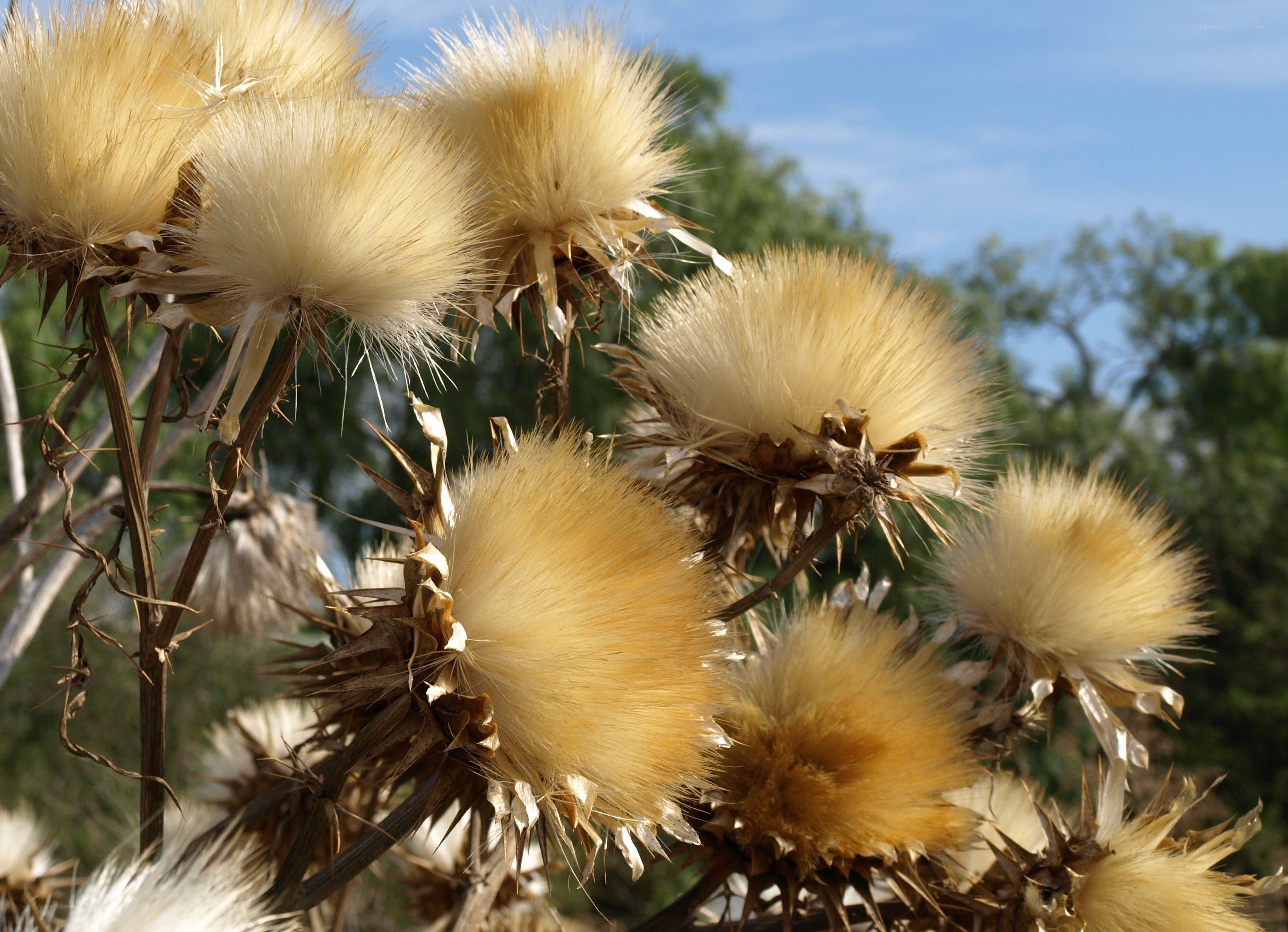 Dandelion seed heads in sunlight