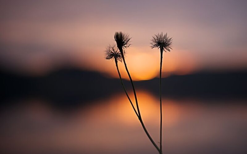 Dandelion Seed Heads — Orange