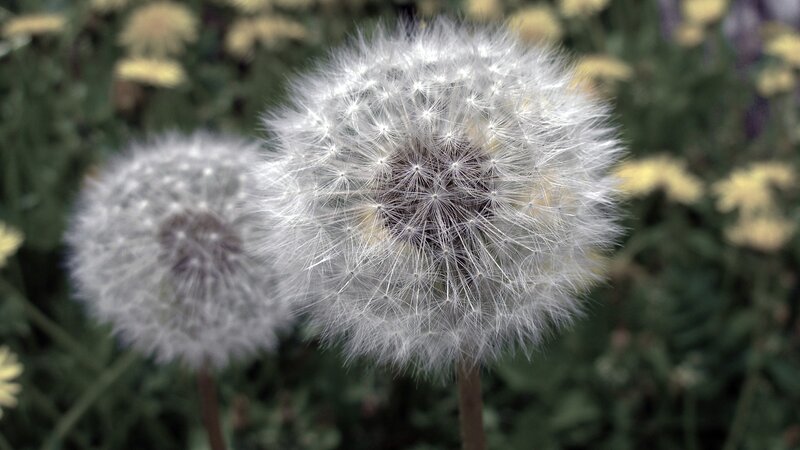 Dandelion Seed Heads — White, Calm, Afternoon, Photograph, Flowers, Greenery