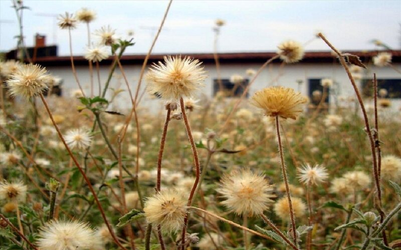 Dandelion Seed Heads — White, Calm, Afternoon