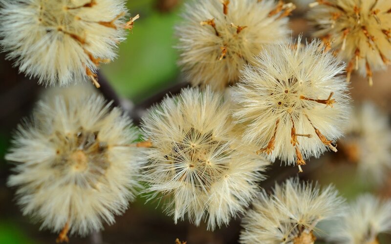 Dandelion Seed Heads — White, Calm, Autumn