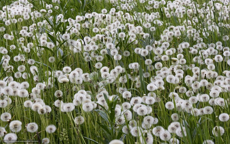 Dandelion Seed Heads — White, Calm, Summer, Photograph