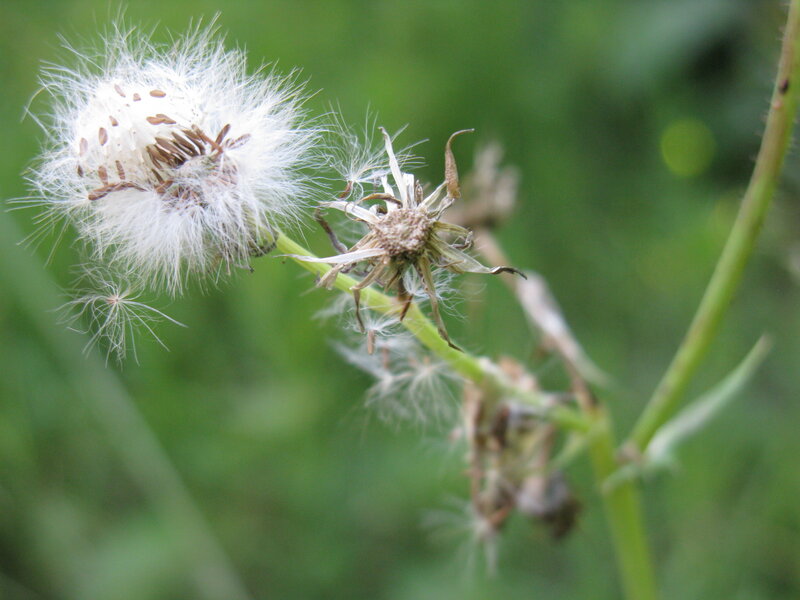 Dandelion Seed Heads — White, Calm, Summer