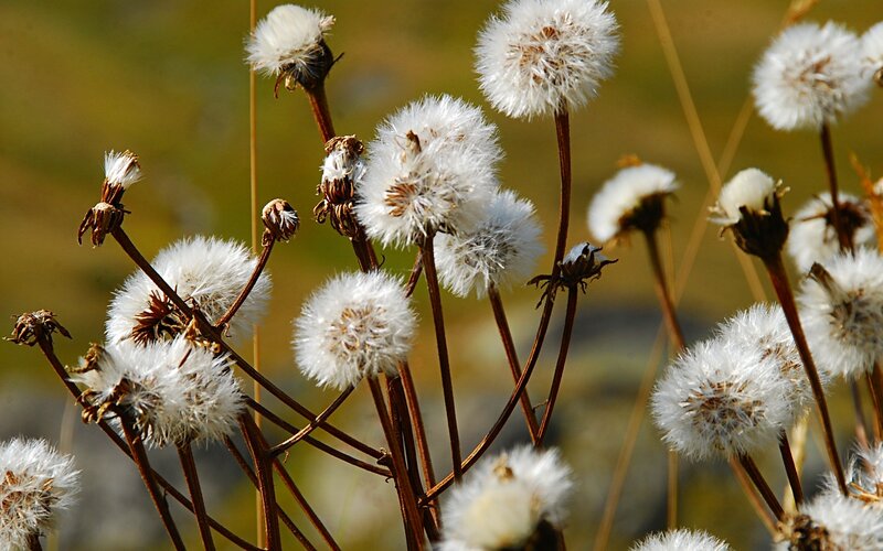 Dandelion Seed Heads — White, Calm