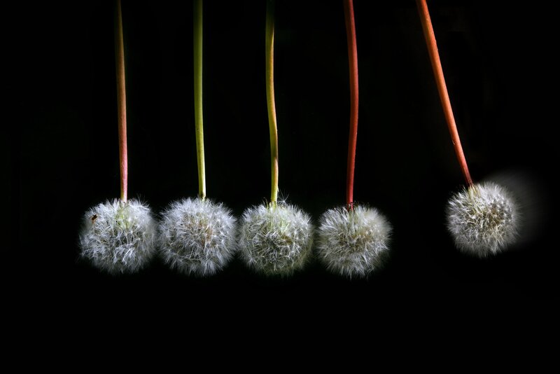 Dandelion Seed Heads — White, Dramatic