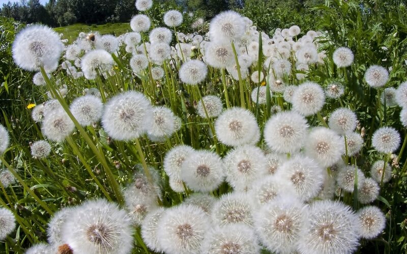 Dandelion Seed Heads — White, Serene, Afternoon, Photograph, Grass, Greenery