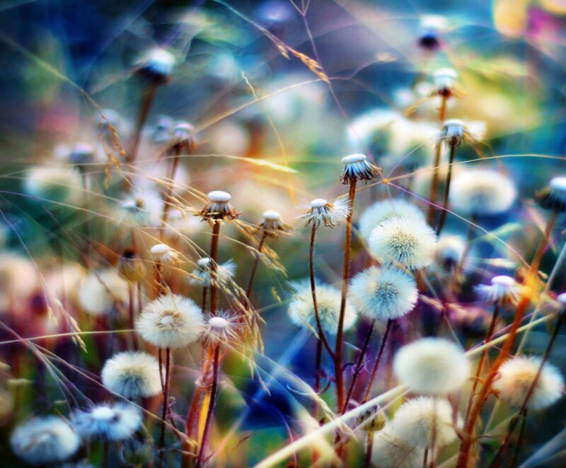 Dandelion Seed Heads — White, Serene, Afternoon, Photograph, Grass, Sunlight, Blurred Background, Blue