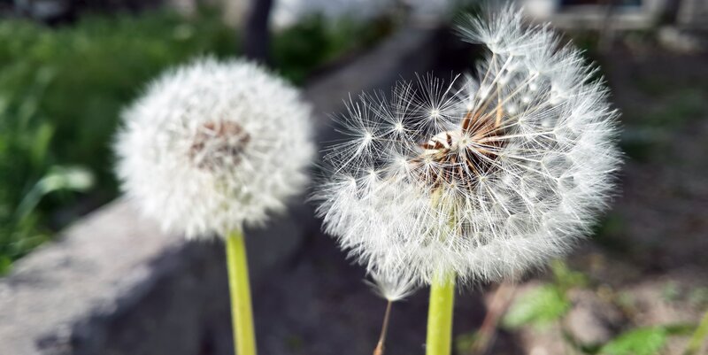 Dandelion Seed Heads — White, Serene, Afternoon, Photograph, Green Stems, Grass