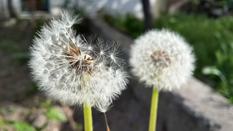Dandelion Seed Heads — White, Serene, Afternoon, Photograph, Green Stems