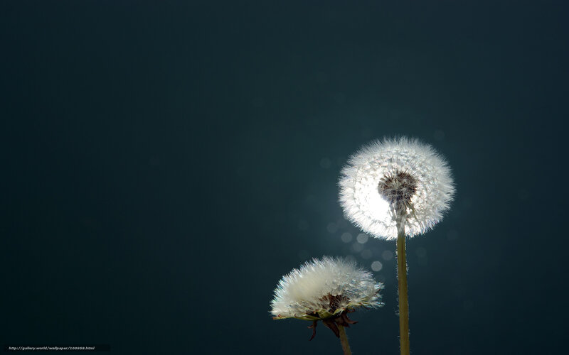 Dandelion Seed Heads — White, Serene, Photograph
