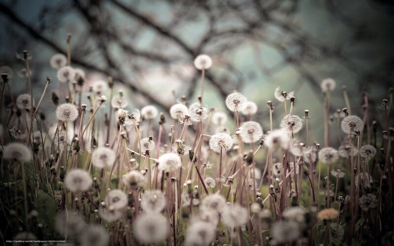 Dandelion Seed Heads — White, Serene, Spring, Photograph, Grass