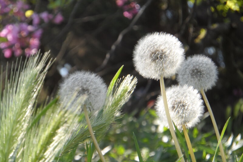 Dandelion Seed Heads — White, Serene, Spring, Photograph