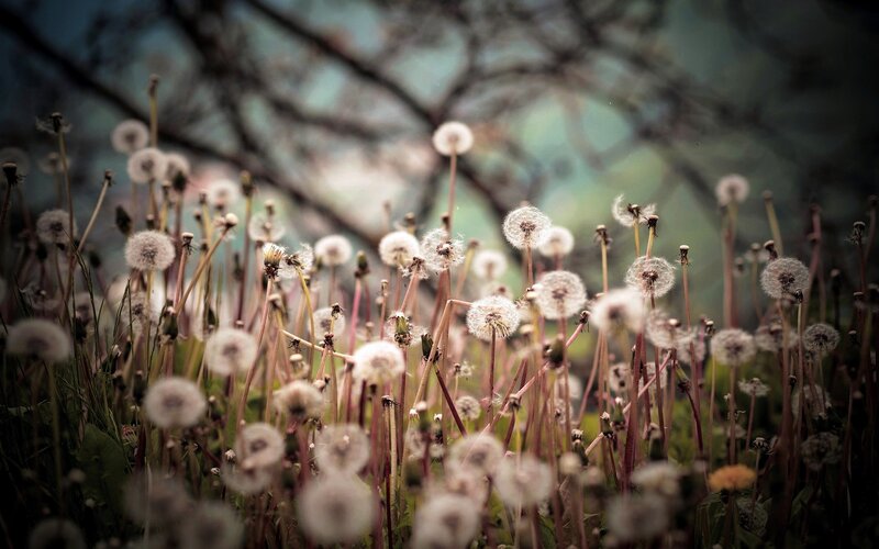 Dandelion Seed Heads — White, Serene, Spring