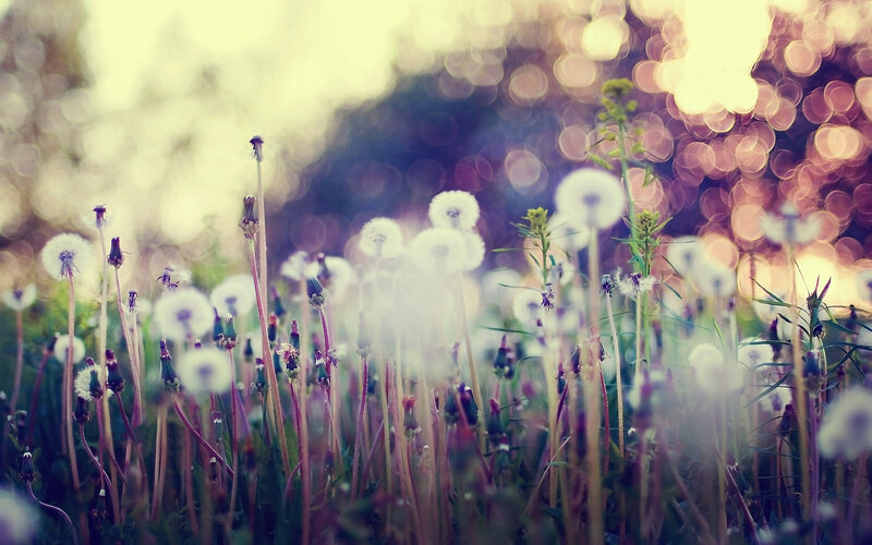 Dandelion Seed Heads — White, Serene, Sunset, Photograph, Grass