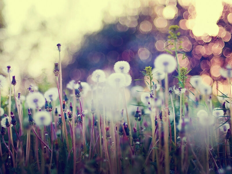 Dandelion Seed Heads — White, Serene, Sunset, Photograph