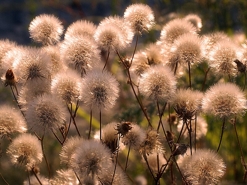 Dandelion Seed Heads — White, Serene, Sunset