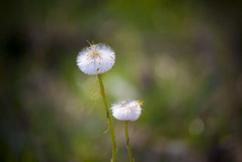 Dandelion Seed Heads — White, Serene