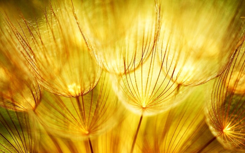 Dandelion Seed Heads — Yellow, Serene, Afternoon