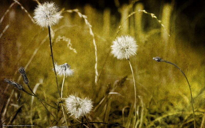 Dandelion Seed Heads — Yellow, Serene, Photograph