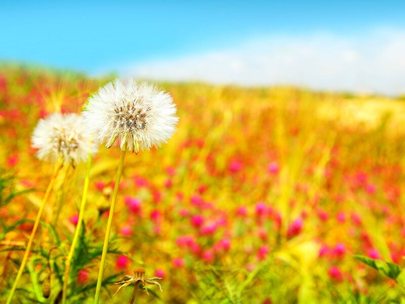 Dandelion Seed Heads — Yellow, Serene