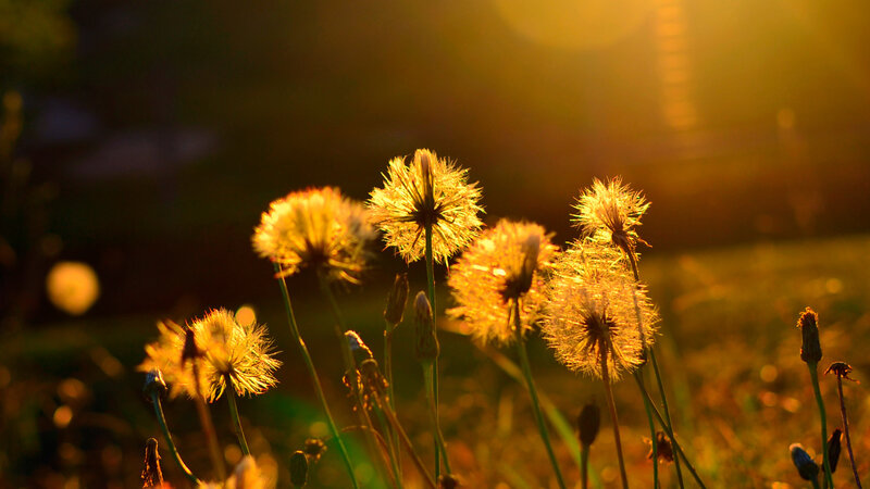 Dandelion Seed Heads — Yellow
