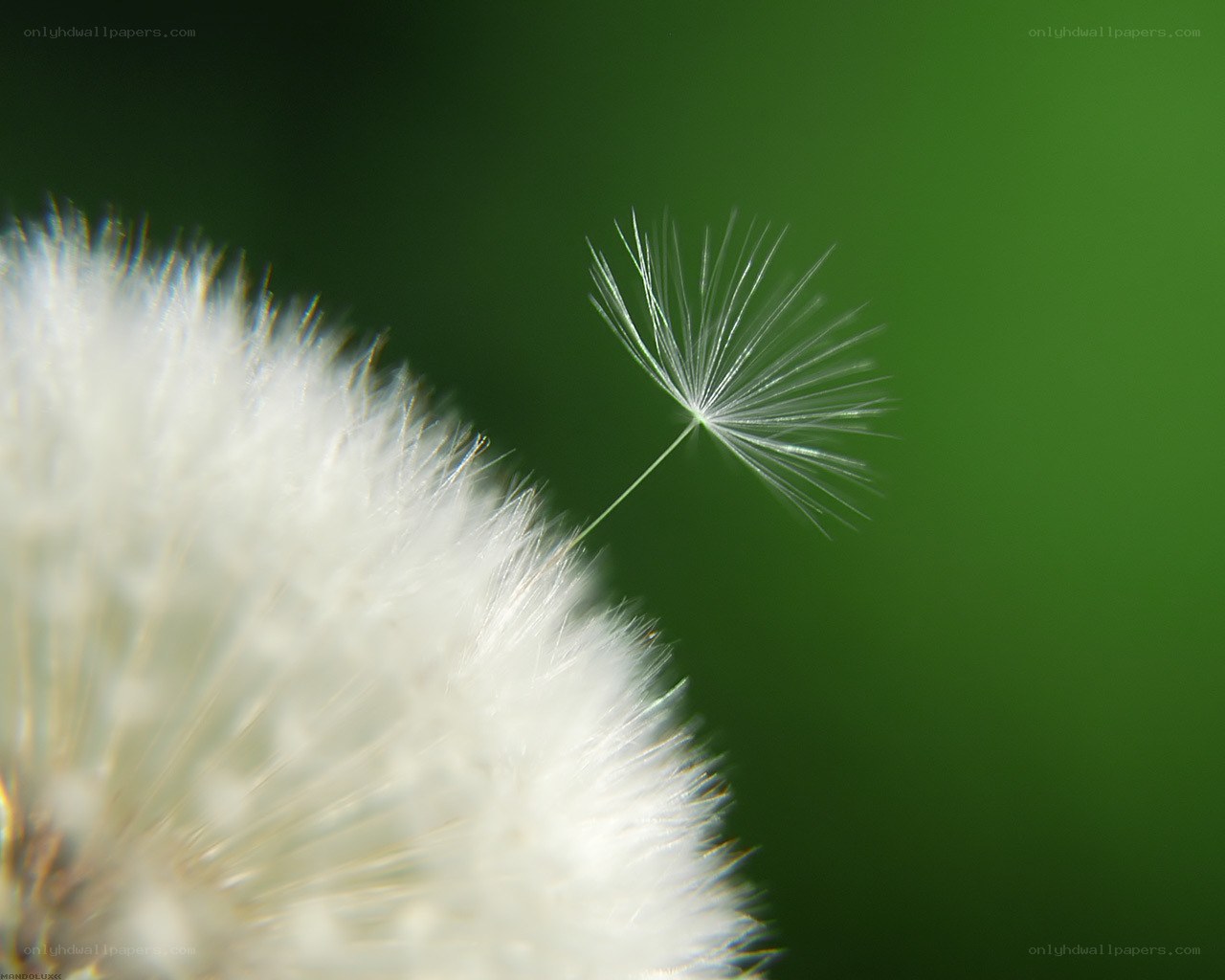 Dandelion seed in flight