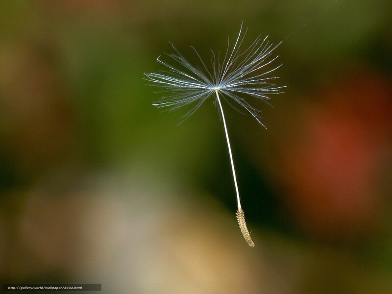 Dandelion seed in flight