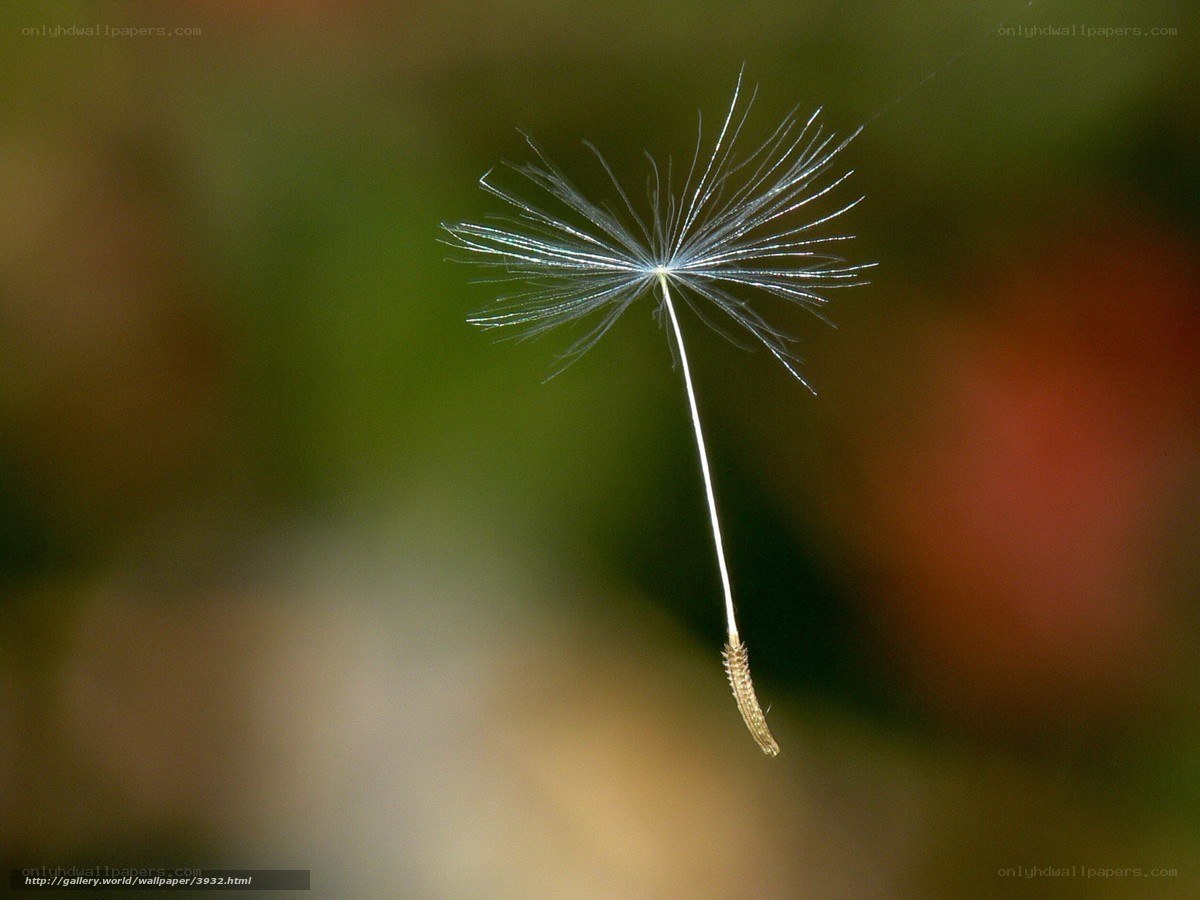 Dandelion seed in flight