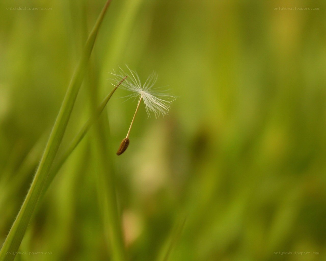 Dandelion seed in green grass