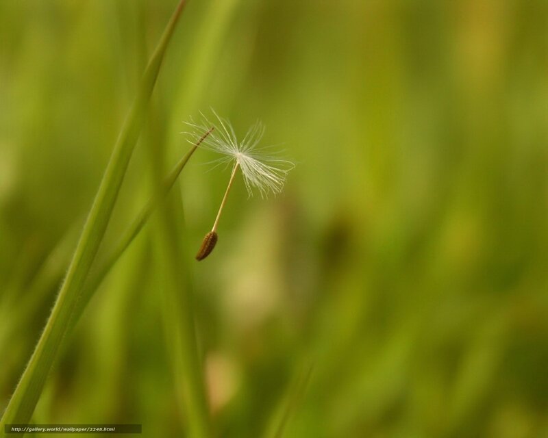 Dandelion seed in green grass