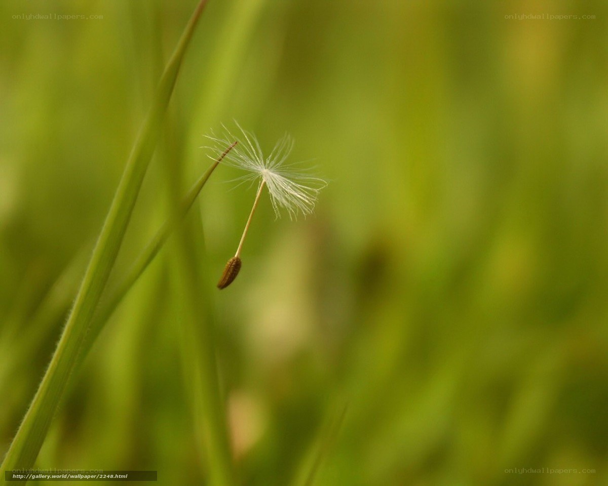 Dandelion seed in green grass