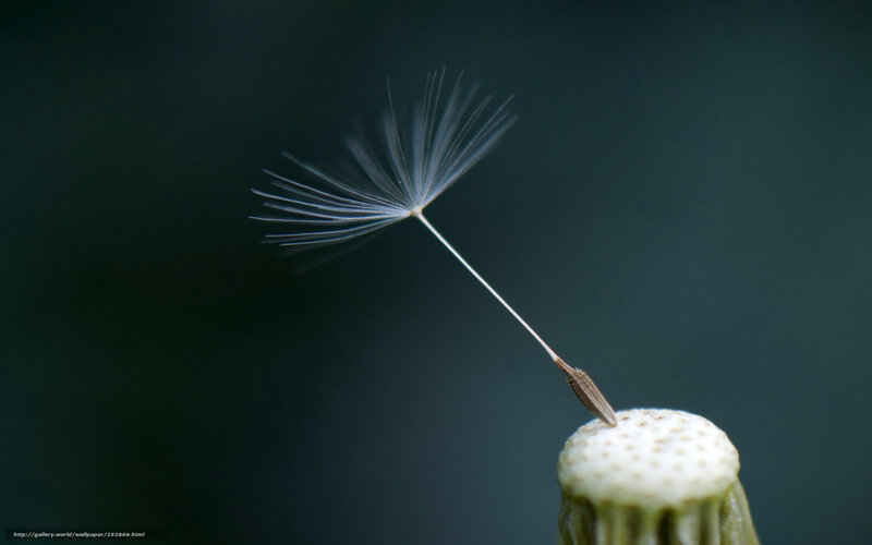 Dandelion seed in motion