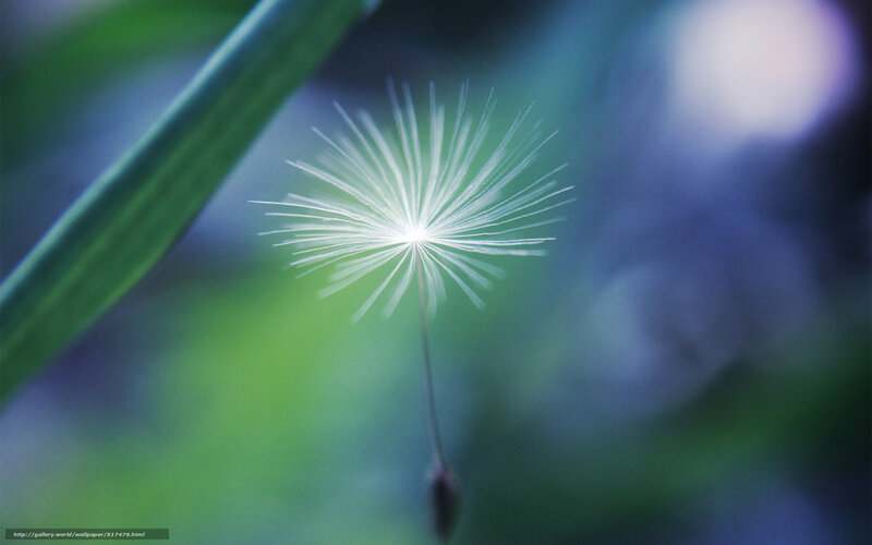 Dandelion seed in soft light