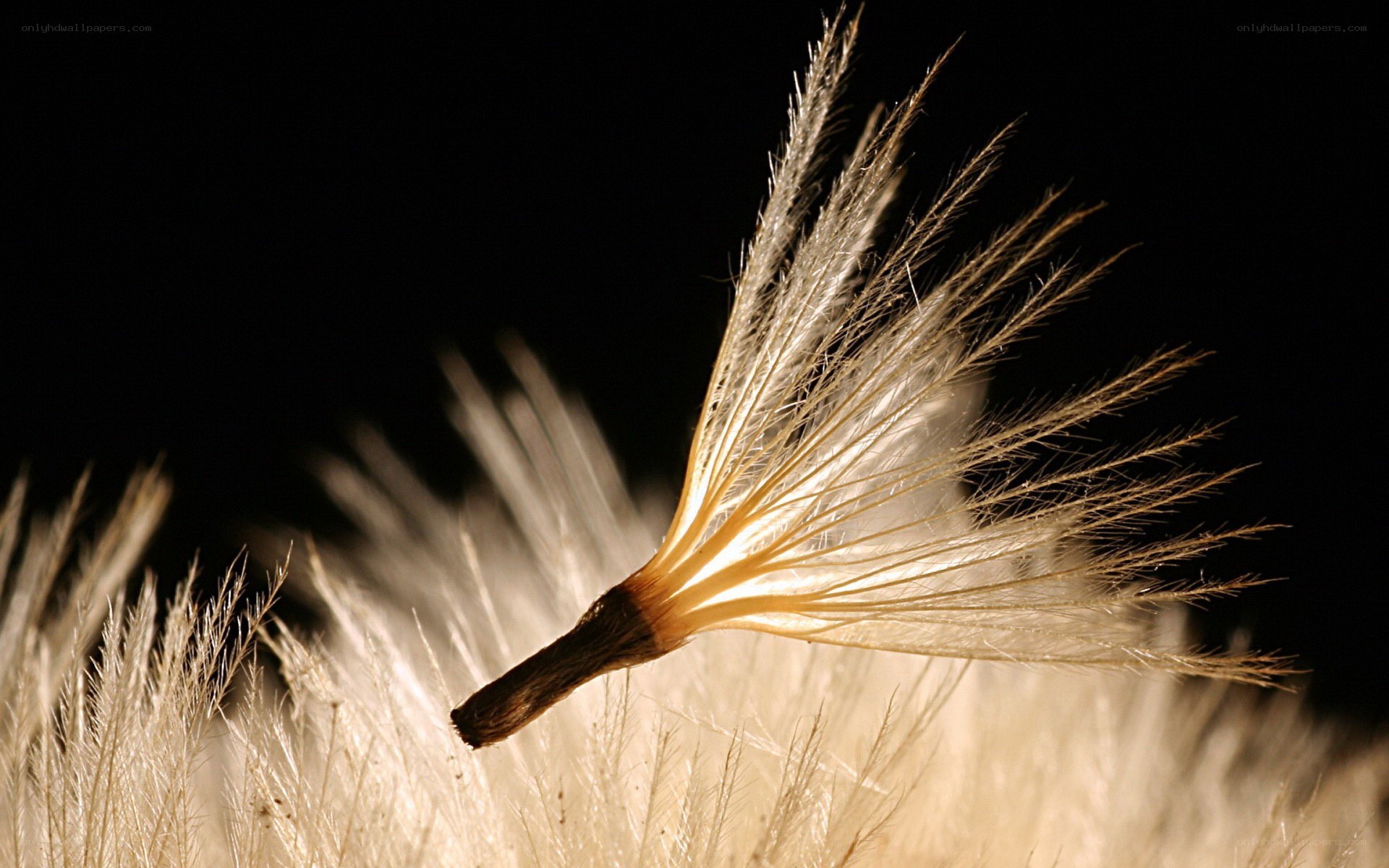 dandelion seed in sunlight