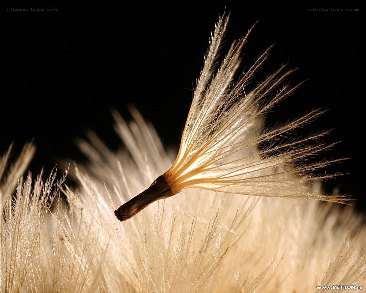 dandelion seed in sunlight