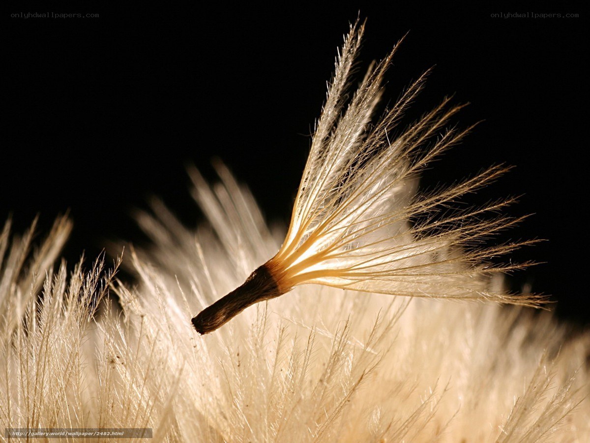 dandelion seed in sunlight