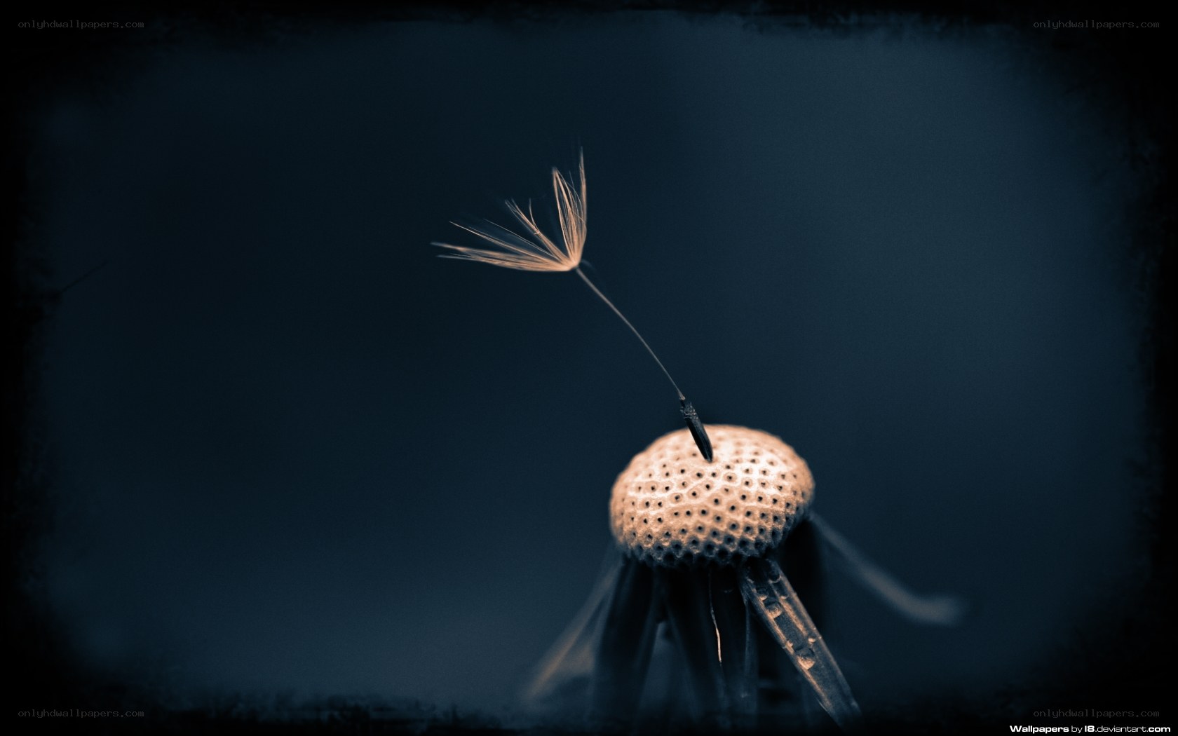 dandelion seed in the dark
