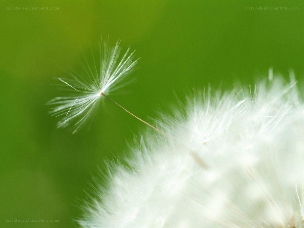 Dandelion seed in the wind