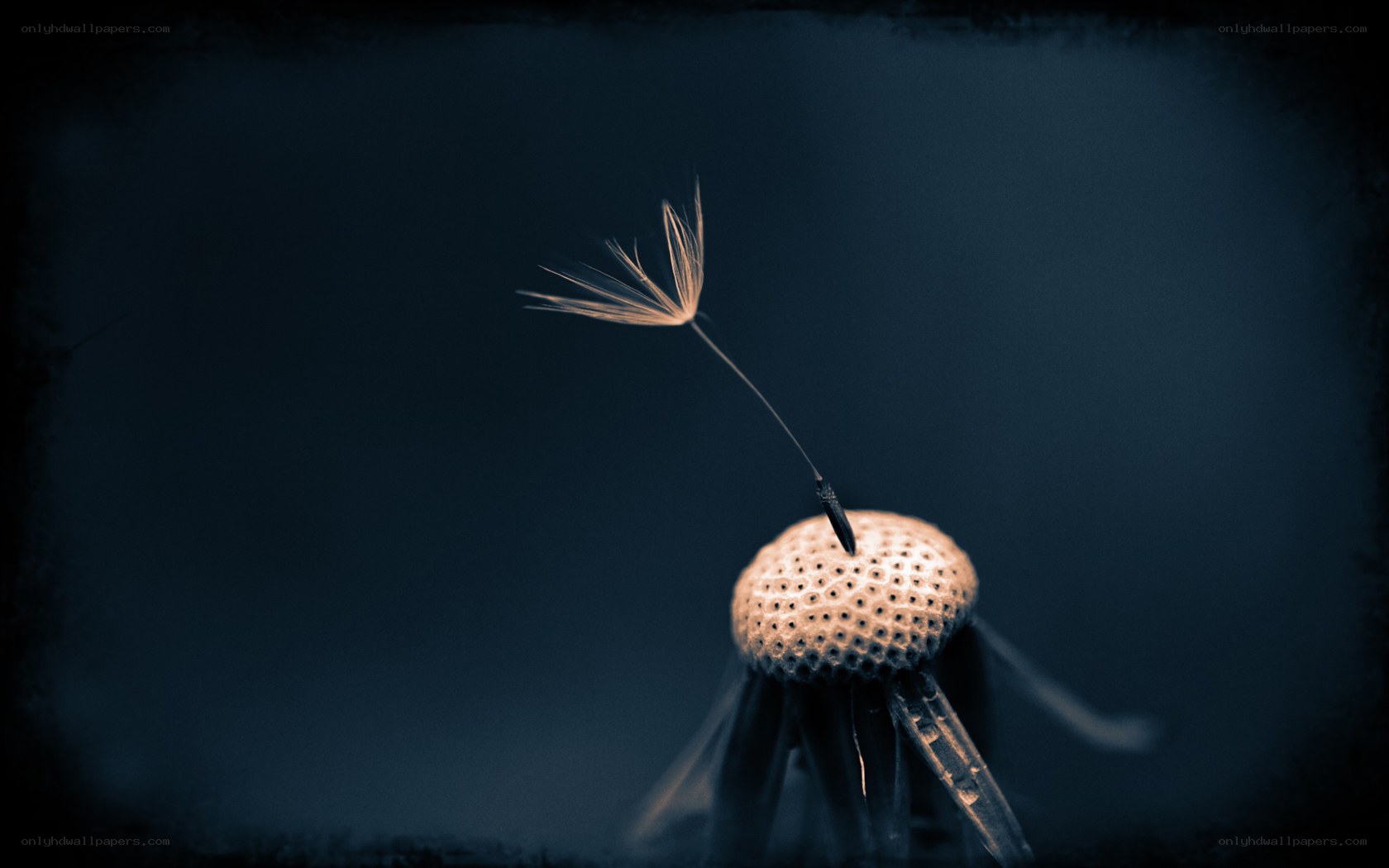 Dandelion seed in the wind