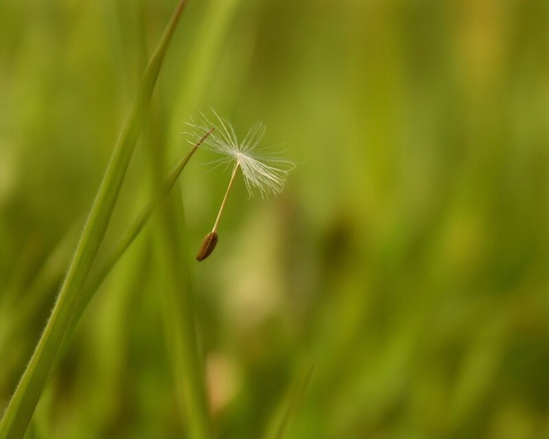 Dandelion seed in the wind