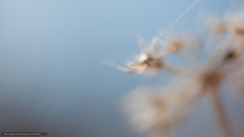 Dandelion seed in the wind