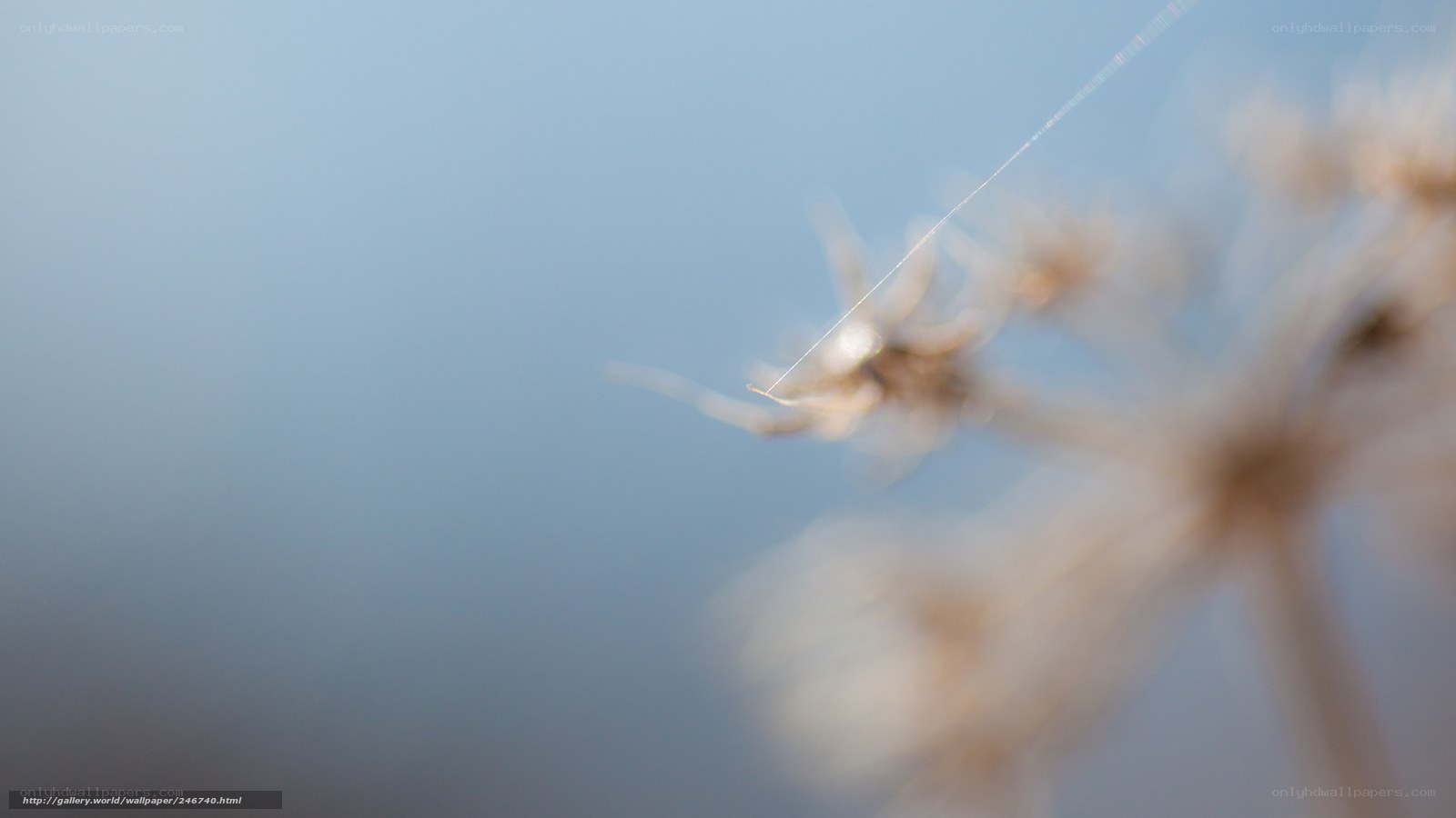 Dandelion seed in the wind