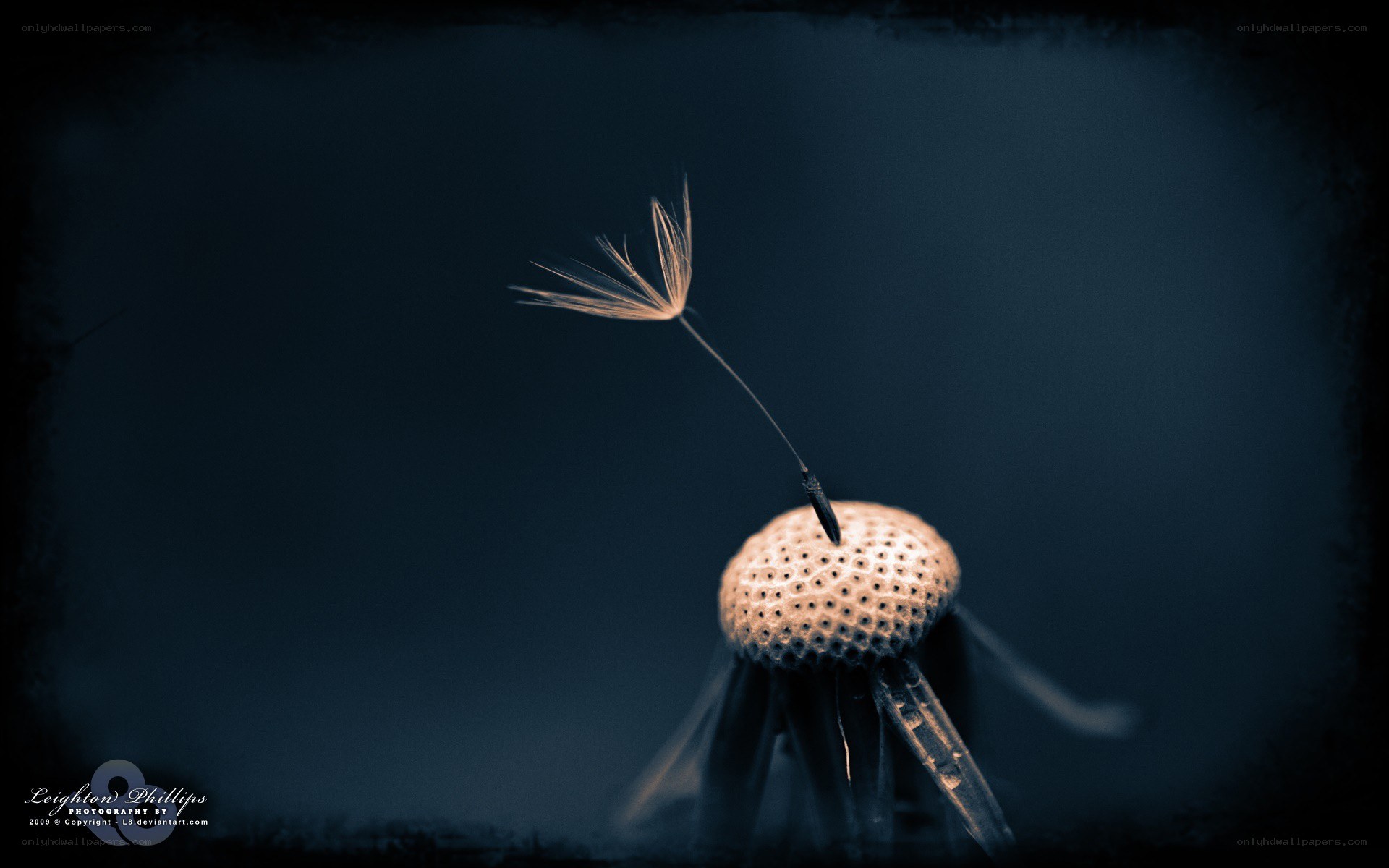 Dandelion seed in the wind