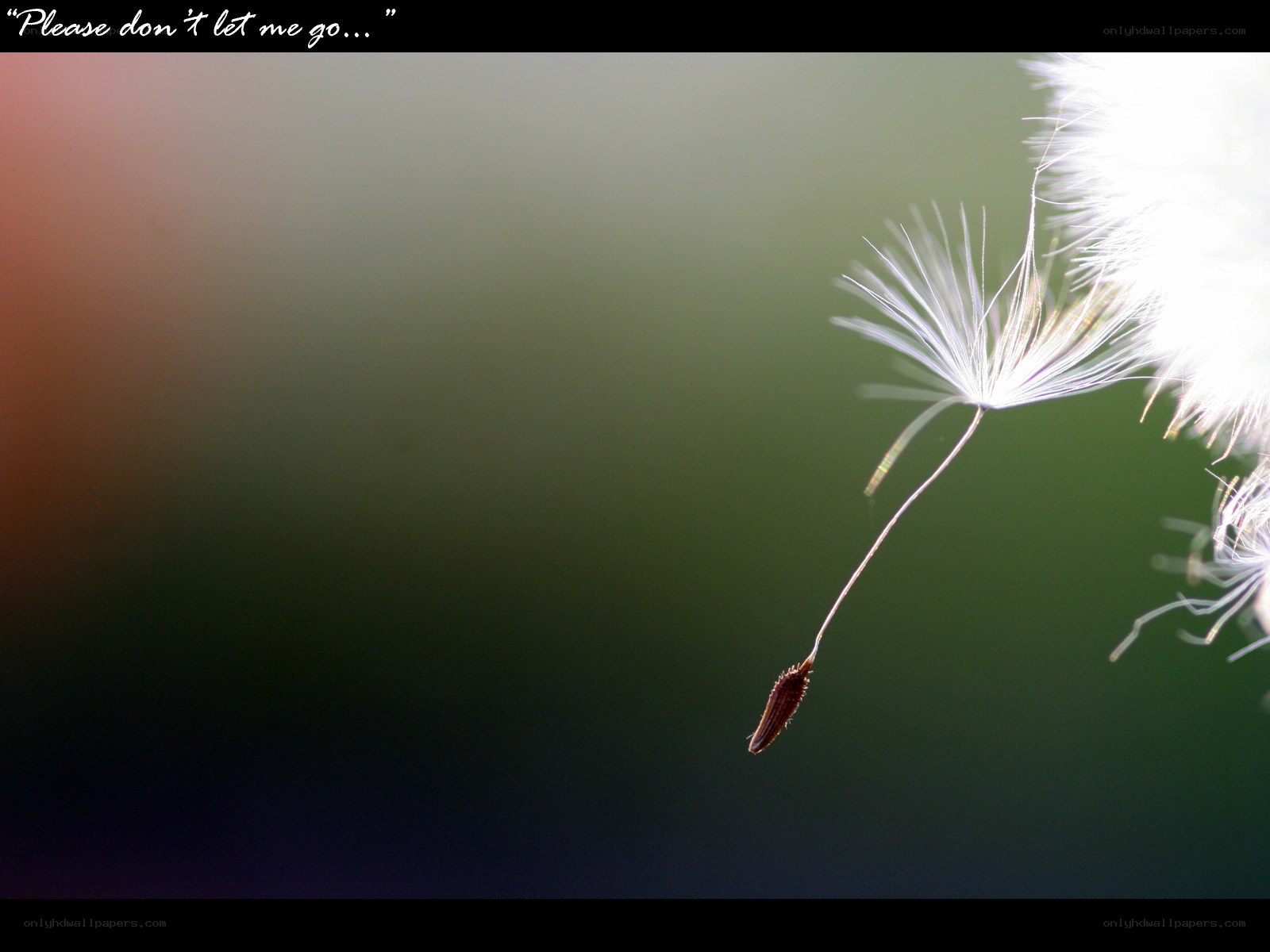 Dandelion seed in the wind