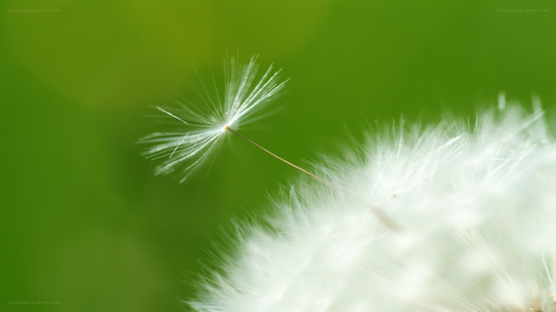 Dandelion seed in the wind