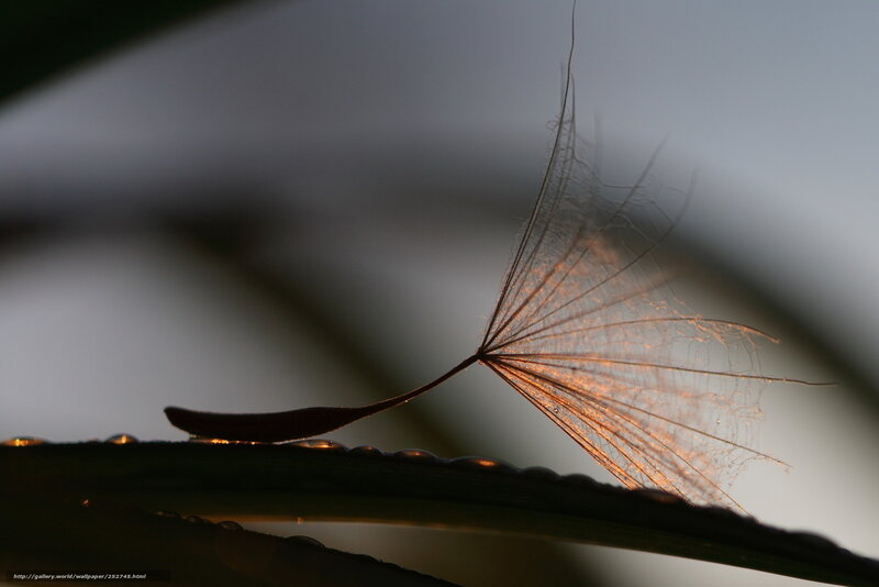 Dandelion seed on a dewy leaf