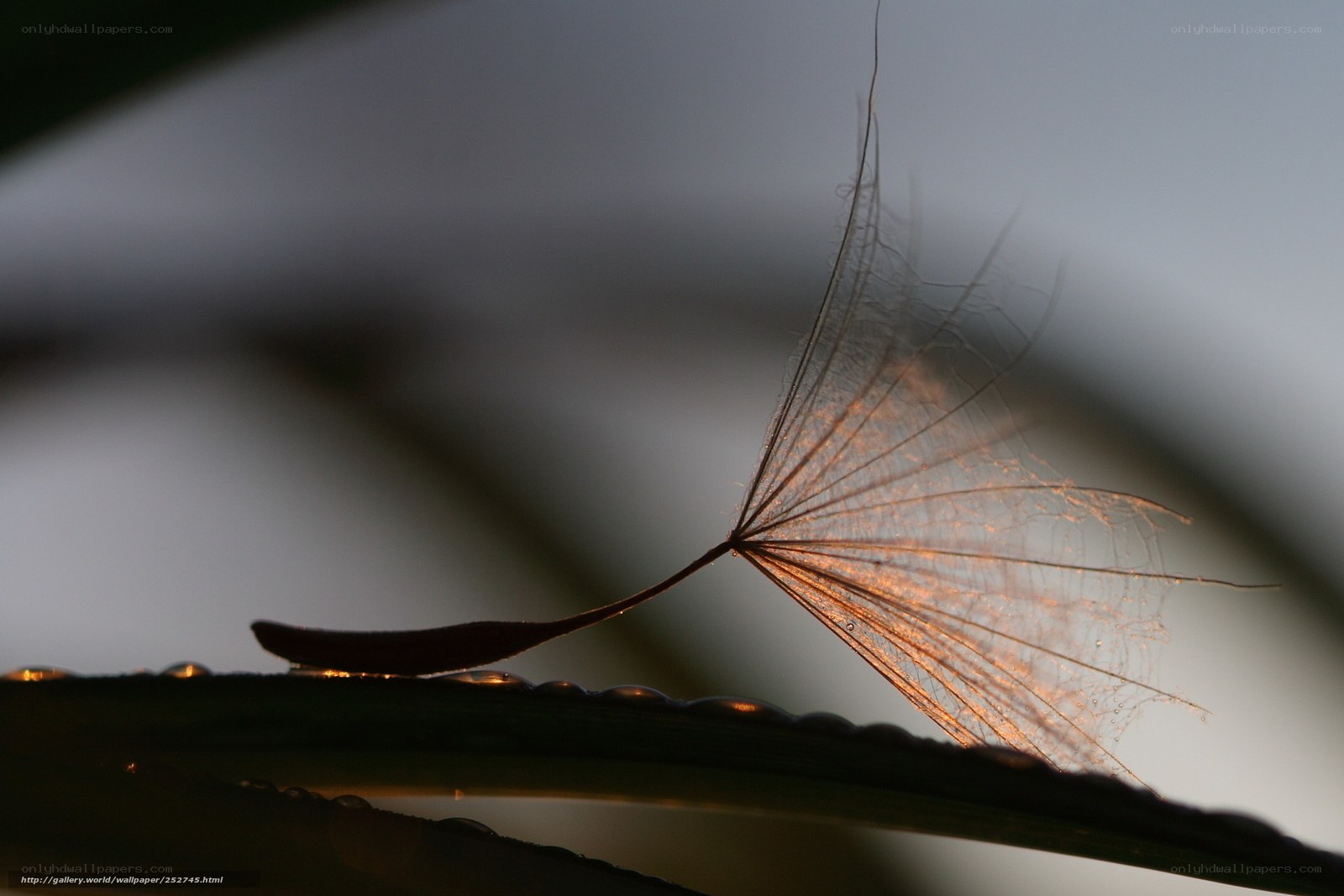 Dandelion seed on a dewy leaf