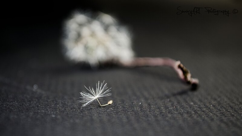 dandelion seed on dark surface