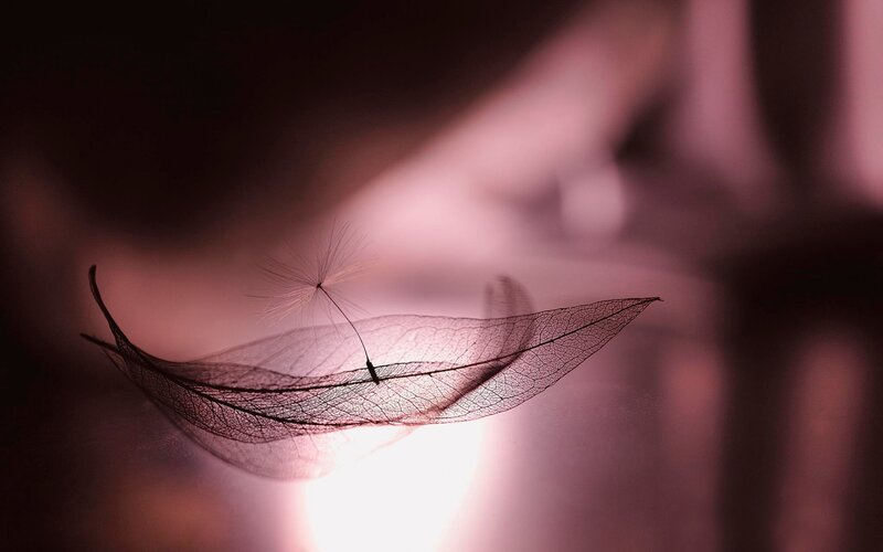 Dandelion Seed on Leaf